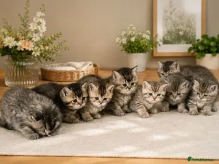 British Shorthair cats Champion bloodline, Health tested,Pedigree BSH - Advert 1