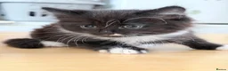 Mixed Breed cats for sale: Kittens available  - Advert 4