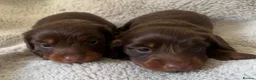 Miniature Dachshund dogs for sale: Kc chocolate long hair babies   in Leigh - Advert 3