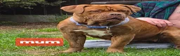 Dogue De Bordeaux dogs for sale: DOGUE DE BORDEAUX PUPPIES in Newark - Advert 8