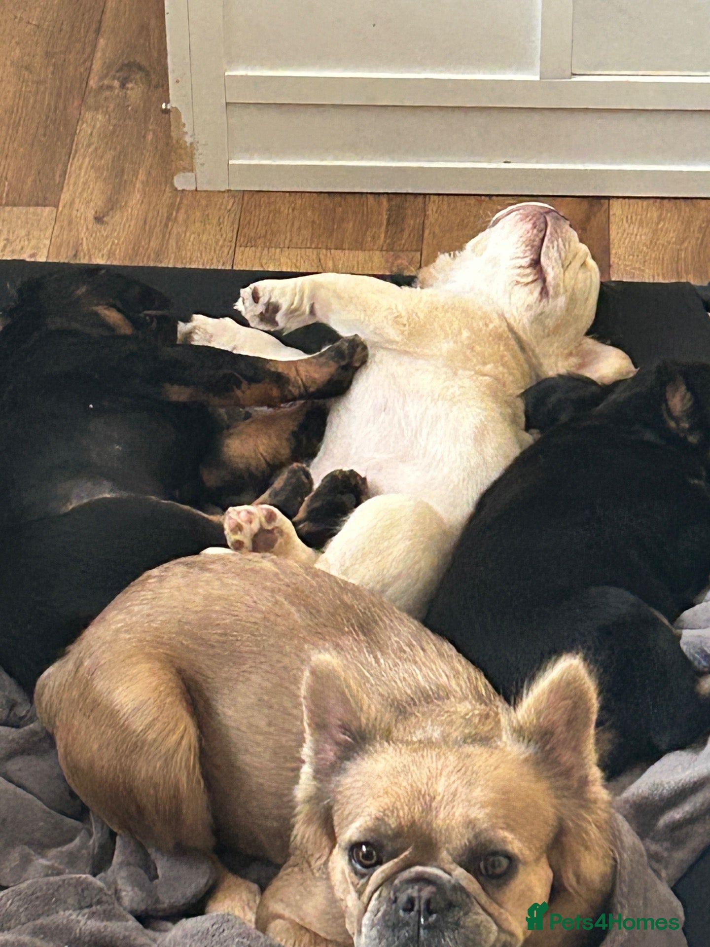 French Bulldog dogs Ready NOW Adorable Fluffy French Bulldog Puppies - Advert 1