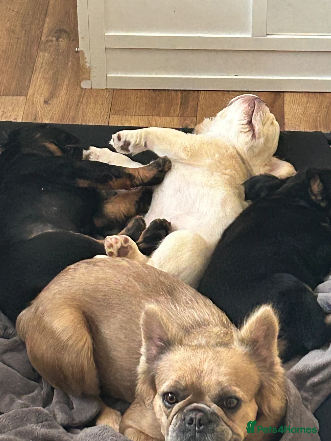 French Bulldog dogs for sale: Ready NOW Adorable Fluffy French Bulldog Puppies - Advert 1