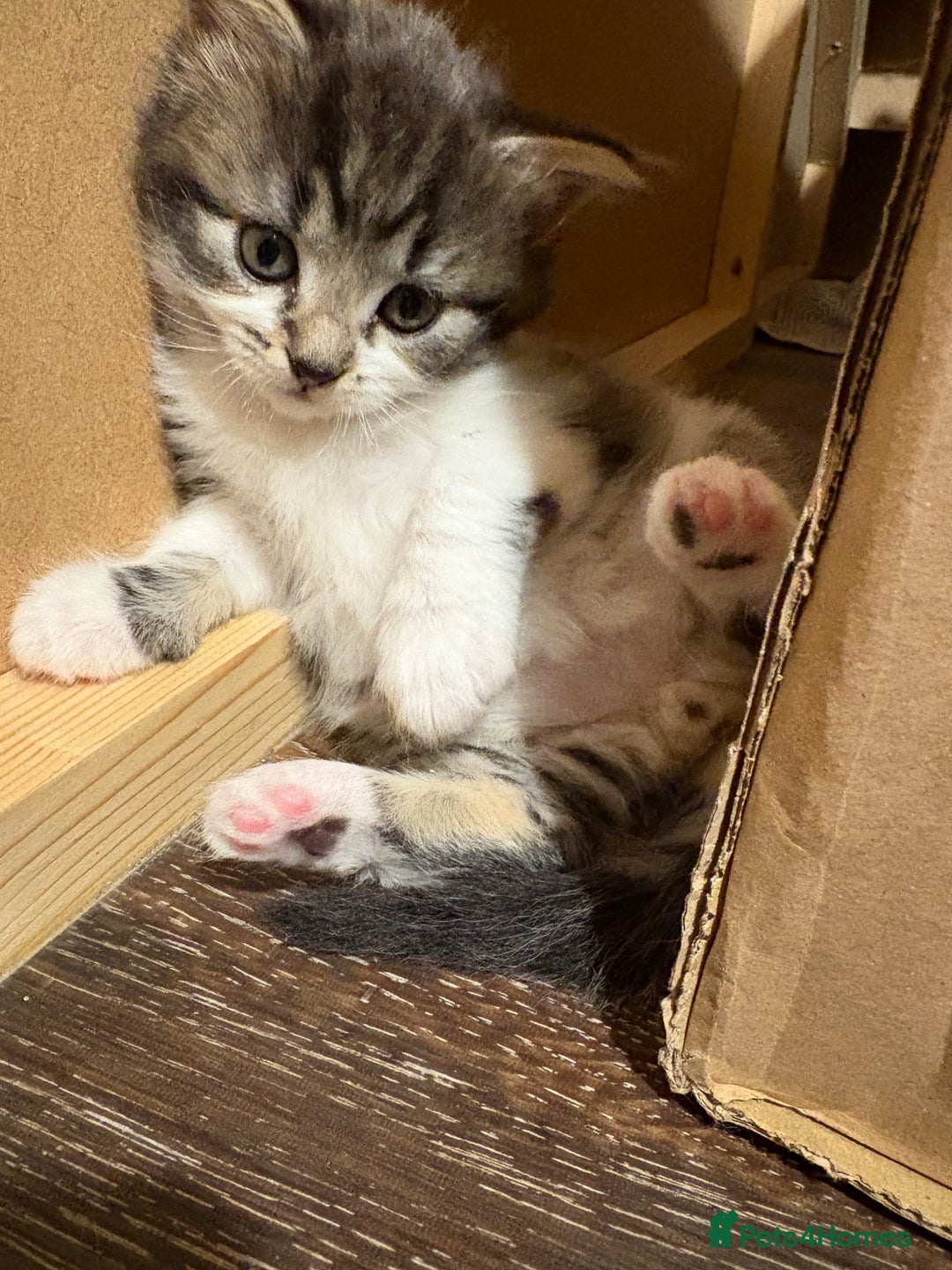 British Shorthair cats for sale: 1 boy and 1 girl - Advert 16