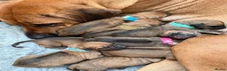 Rhodesian Ridgeback dogs for sale: Wait List Open - Safely Arrived 14th June - Advert 4