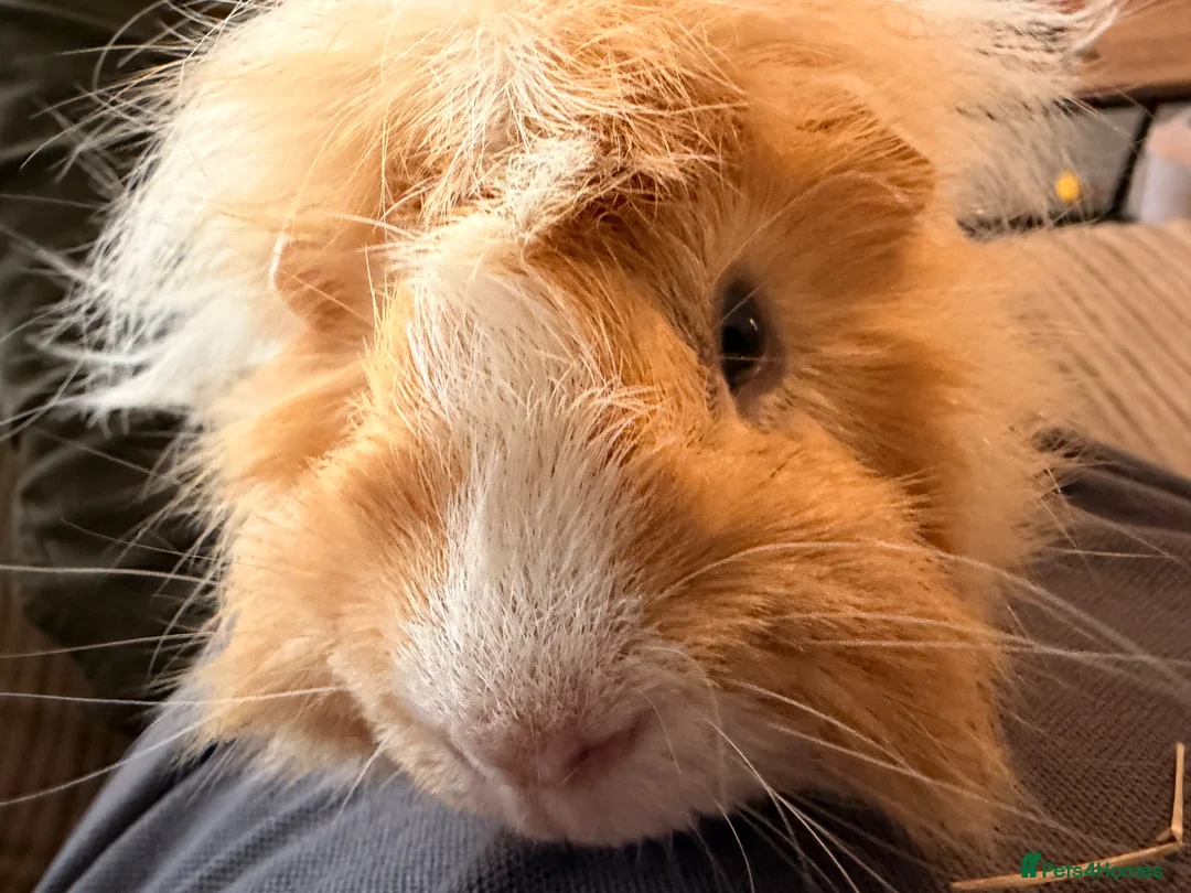 Guinea Pig rodents for sale: Boar guinea pig Abyssinian  - Advert 2