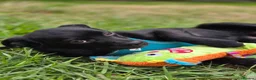 Mixed Breed dogs for adoption: ❤️🐶 MONICA – PURE AFFECTION IN A SMALL BODY in Burton-on-Trent - Advert 16
