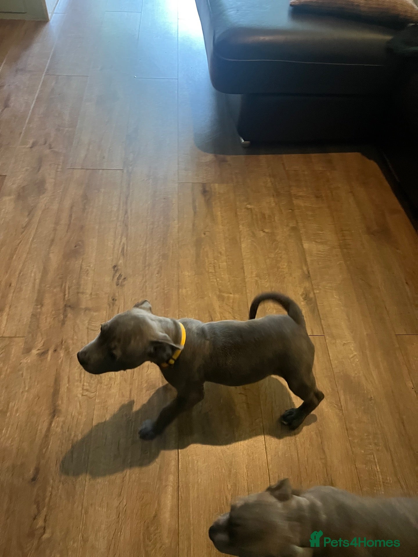 Staffordshire Bull Terrier dogs K. C registered blue Staffordshire puppies - Advert 2