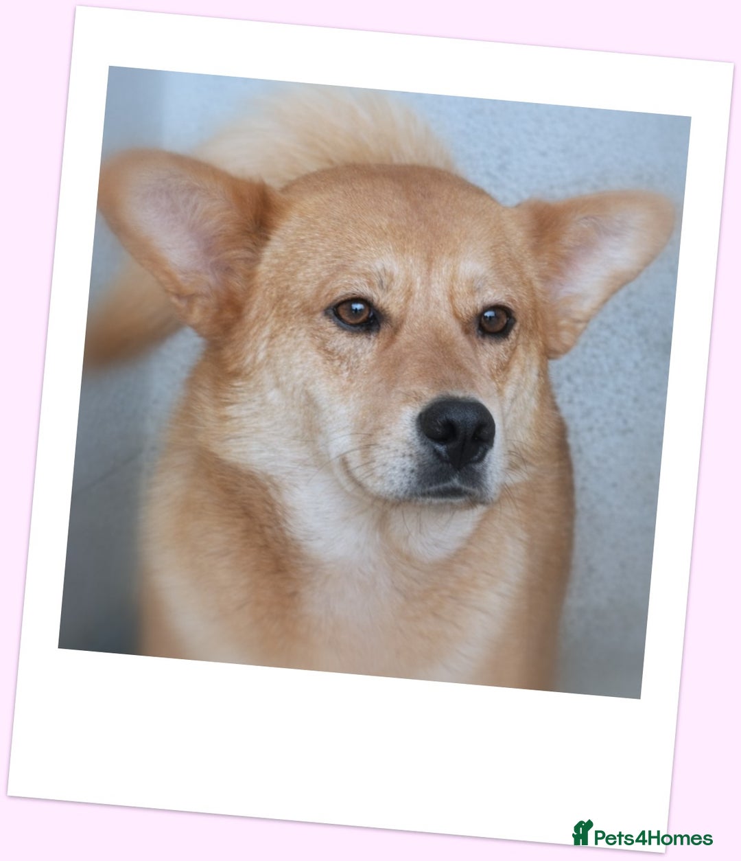 Mixed Breed dogs for adoption: Yumi – a soft heart waiting for love ❤️🐾 - Advert 4