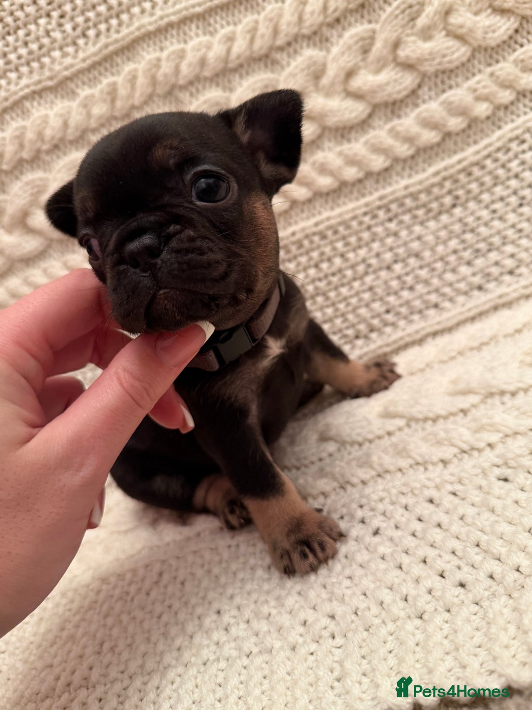 French Bulldog dogs for sale: 5 KC registered French Bulldogs🐾 - Image 10