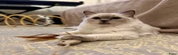 Ragdoll cats for sale: Beautiful Blue Point Ragdoll kitten - Advert 7