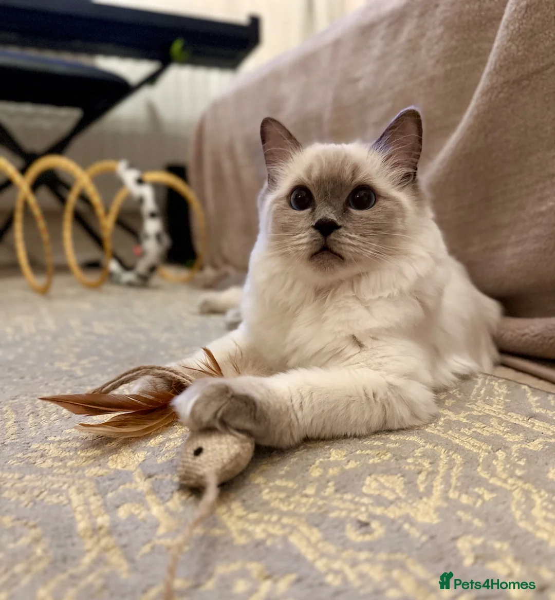 Ragdoll cats for sale: Beautiful Blue Point Ragdoll kitten - Advert 7