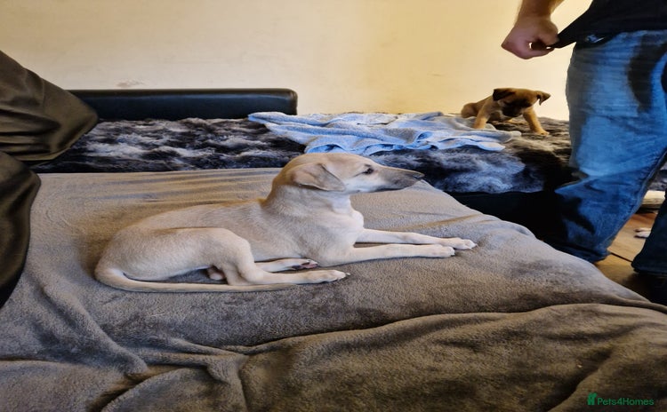 Whippet dogs - Advert 6