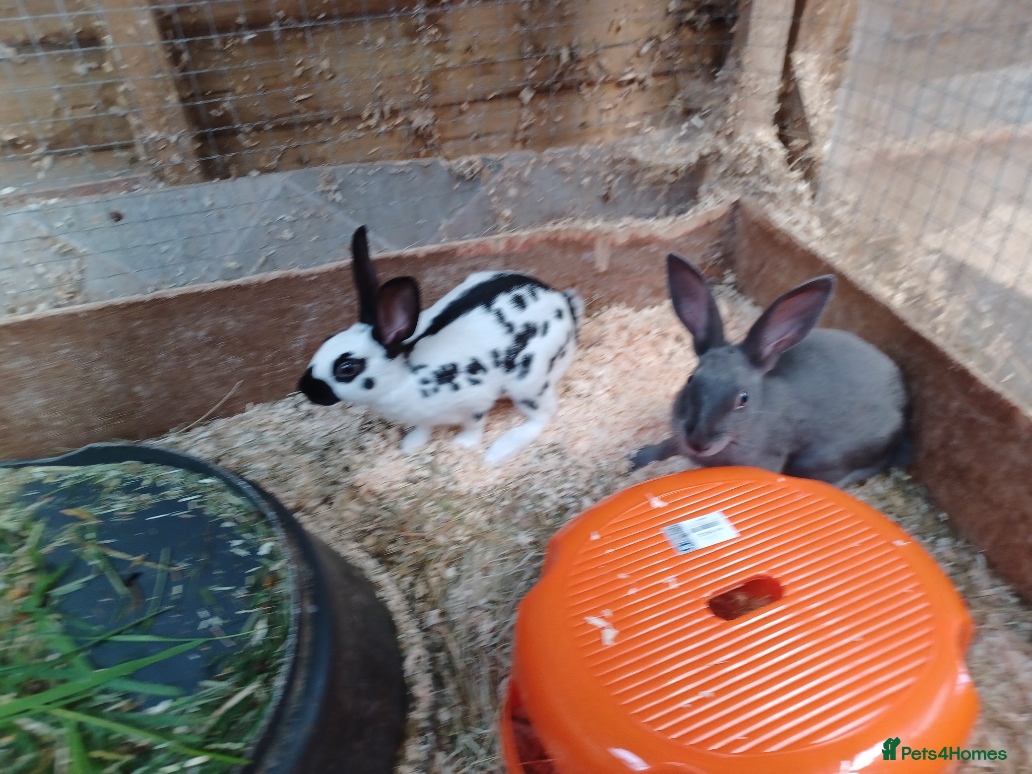 English rabbits Yurvac vaccinated English rabbits, ready now!  - Advert 1