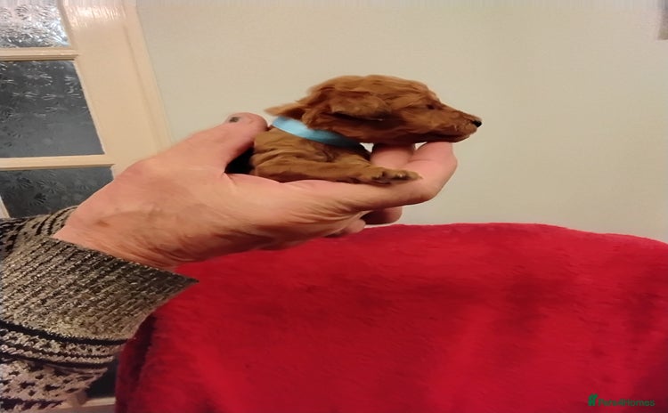 Standard Poodle dogs Beautiful KC Reg Standard Poodle Puppies - Advert 5