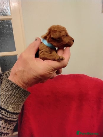 Standard Poodle dogs Beautiful KC Reg Standard Poodle Puppies - Advert 5