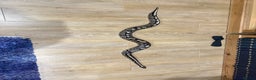 Python Snake reptiles for sale: Male Ball Python 7 Years Old - Advert 4