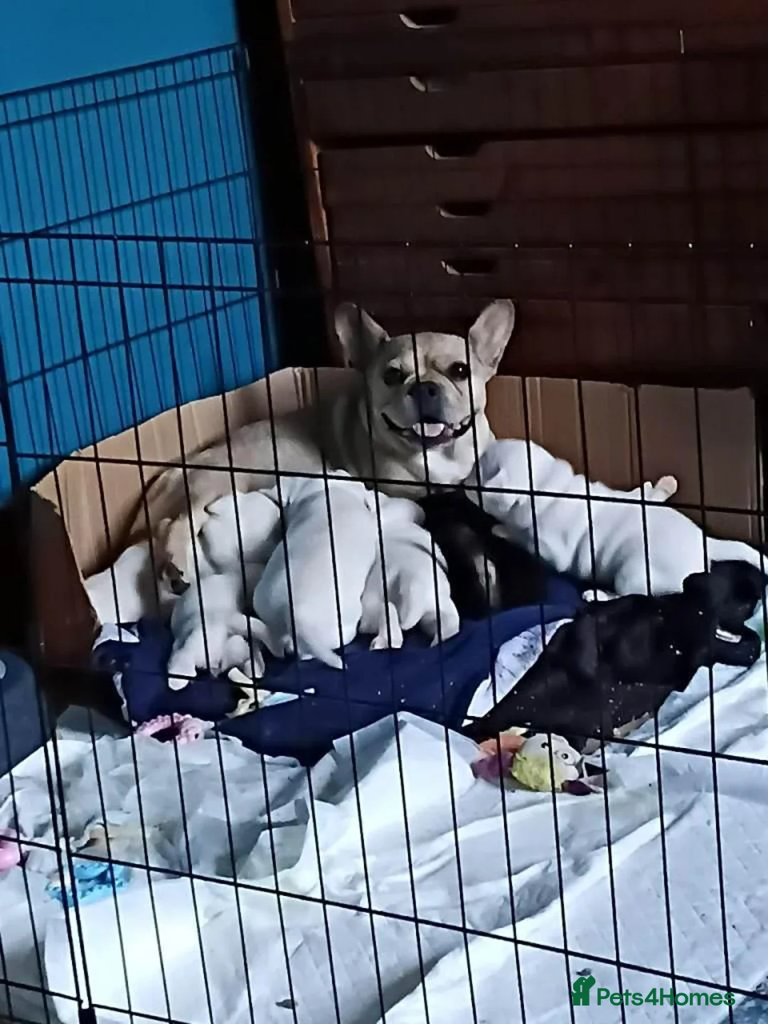 French Bulldog dogs for sale: French Bulldog Puppies For Sale, Full of Fun in Cardiff - Advert 2