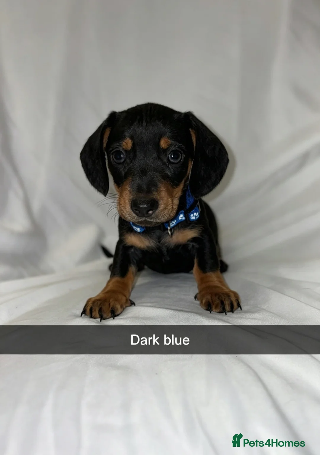 Miniature Dachshund dogs for sale: 6 smooth haired miniature dachshunds! - Advert 2