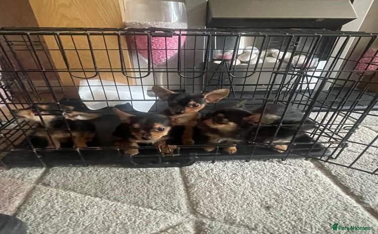 Chorkie dogs - Advert 2