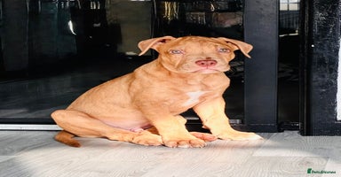 Mixed Breed dogs - Advert 13