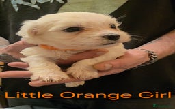 Maltese dogs for sale: Adorable Maltese puppies - Image 14