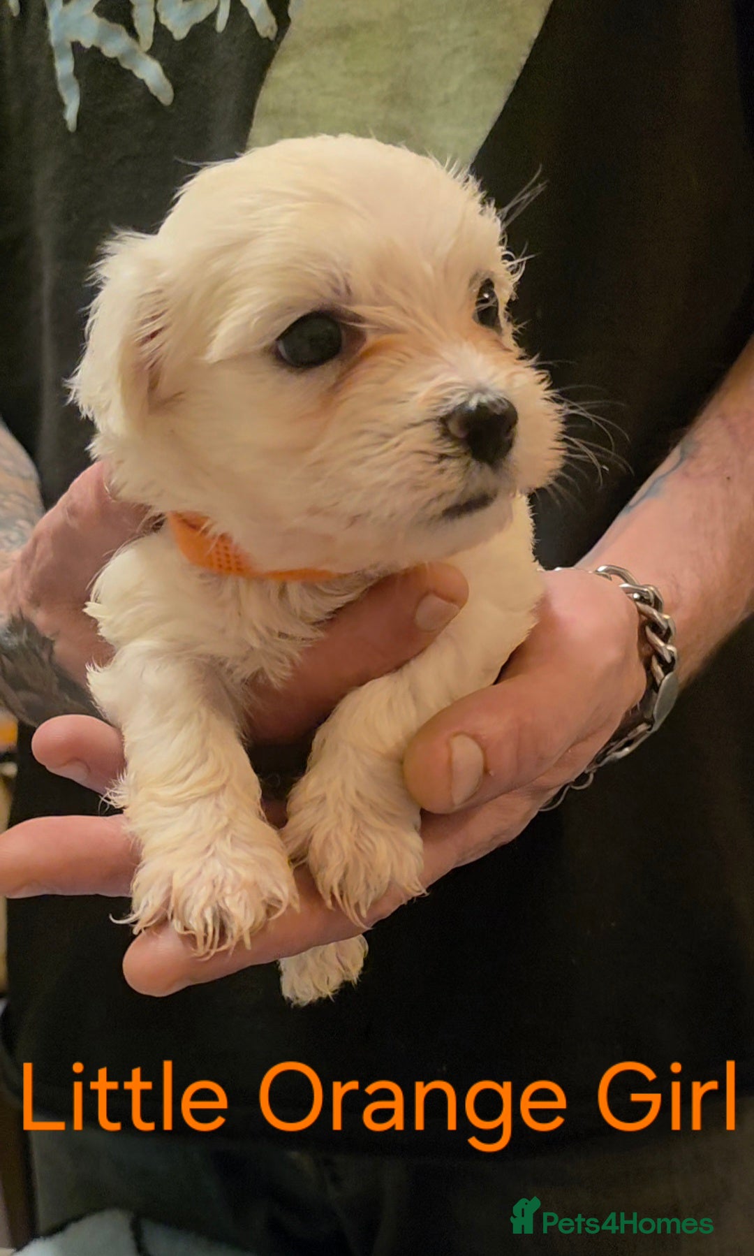 Maltese dogs for sale: Adorable Maltese puppies - Image 14