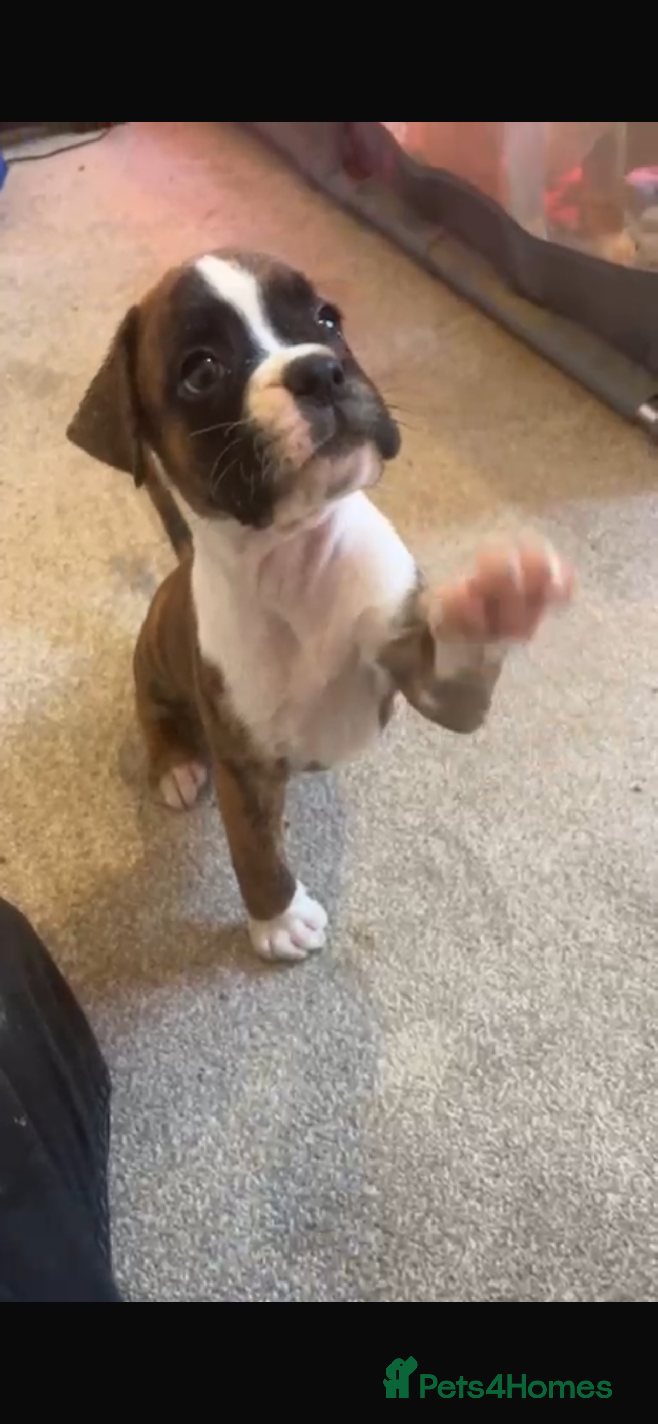 Boxer dogs Last 1 adorable boxer puppy available  - Advert 3