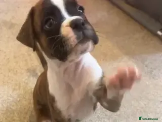 Boxer dogs Last 1 adorable boxer puppy available - Advert 3