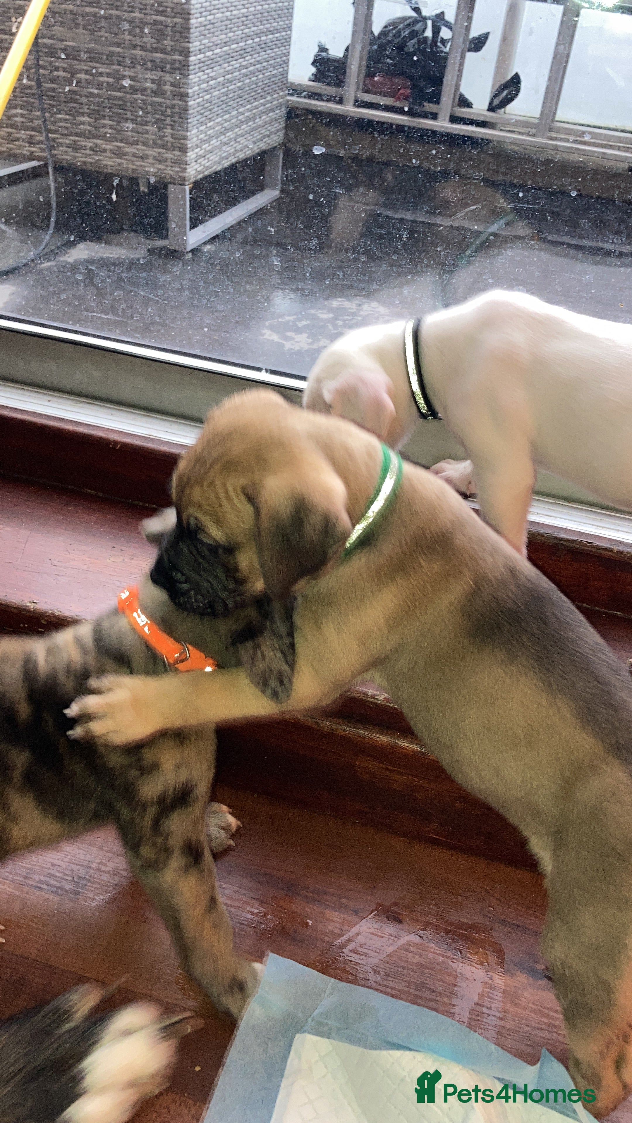 Mixed Breed dogs Mastiff x Staffy Puppies  - Advert 5