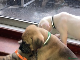 Mixed Breed dogs Mastiff x Staffy Puppies - Advert 5