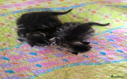 Mixed Breed cats for sale: Kittens boys mixed breed fluffy  - Image 11