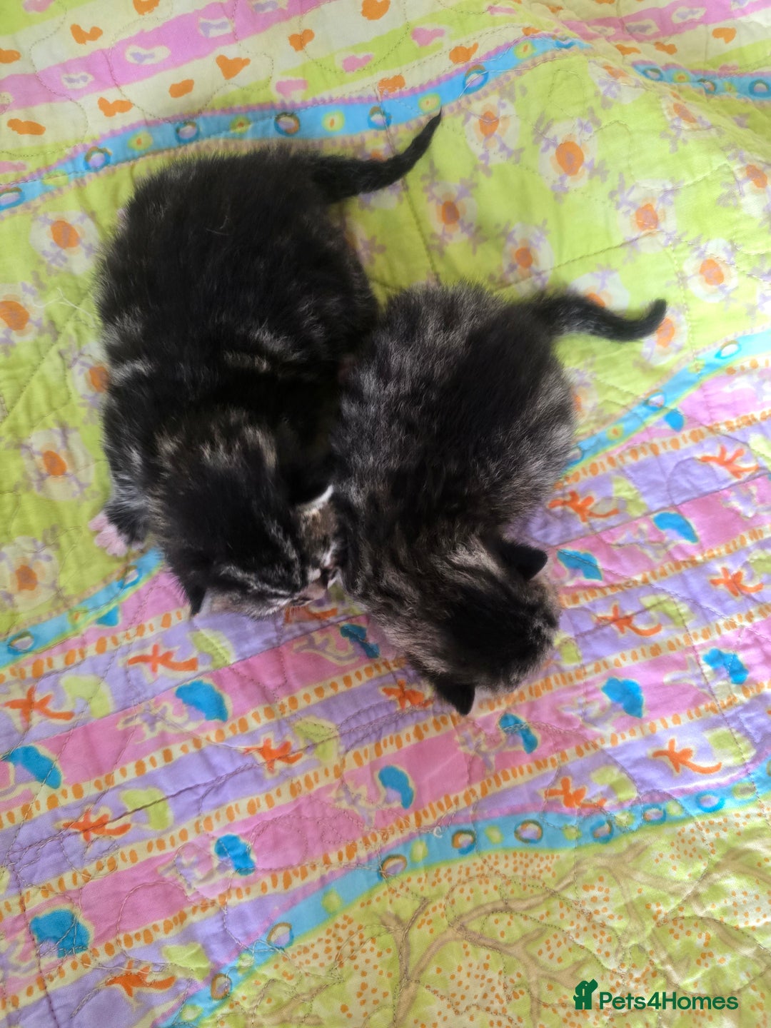 Mixed Breed cats for sale: Kittens boys mixed breed fluffy  - Image 11