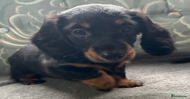 Dachshund dogs - Advert 7