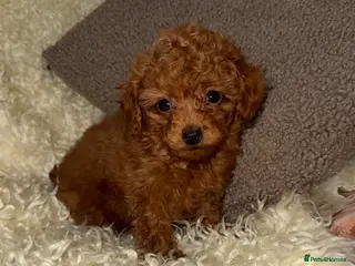Toy Poodle dogs ❤️❤️Deep Red Petite KC Toy Poodles❤️❤️ - Advert 2