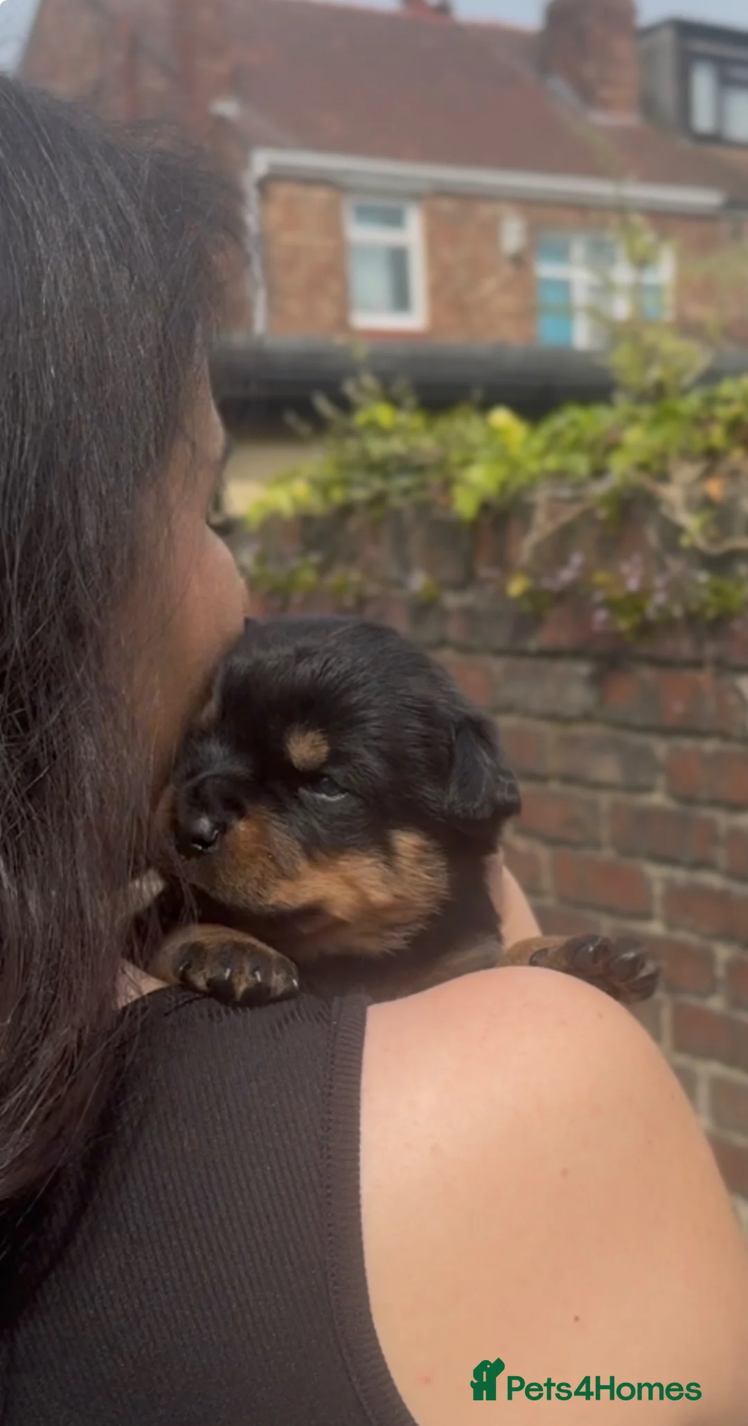 Rottweiler dogs for sale: Two puppies left available  - Advert 2