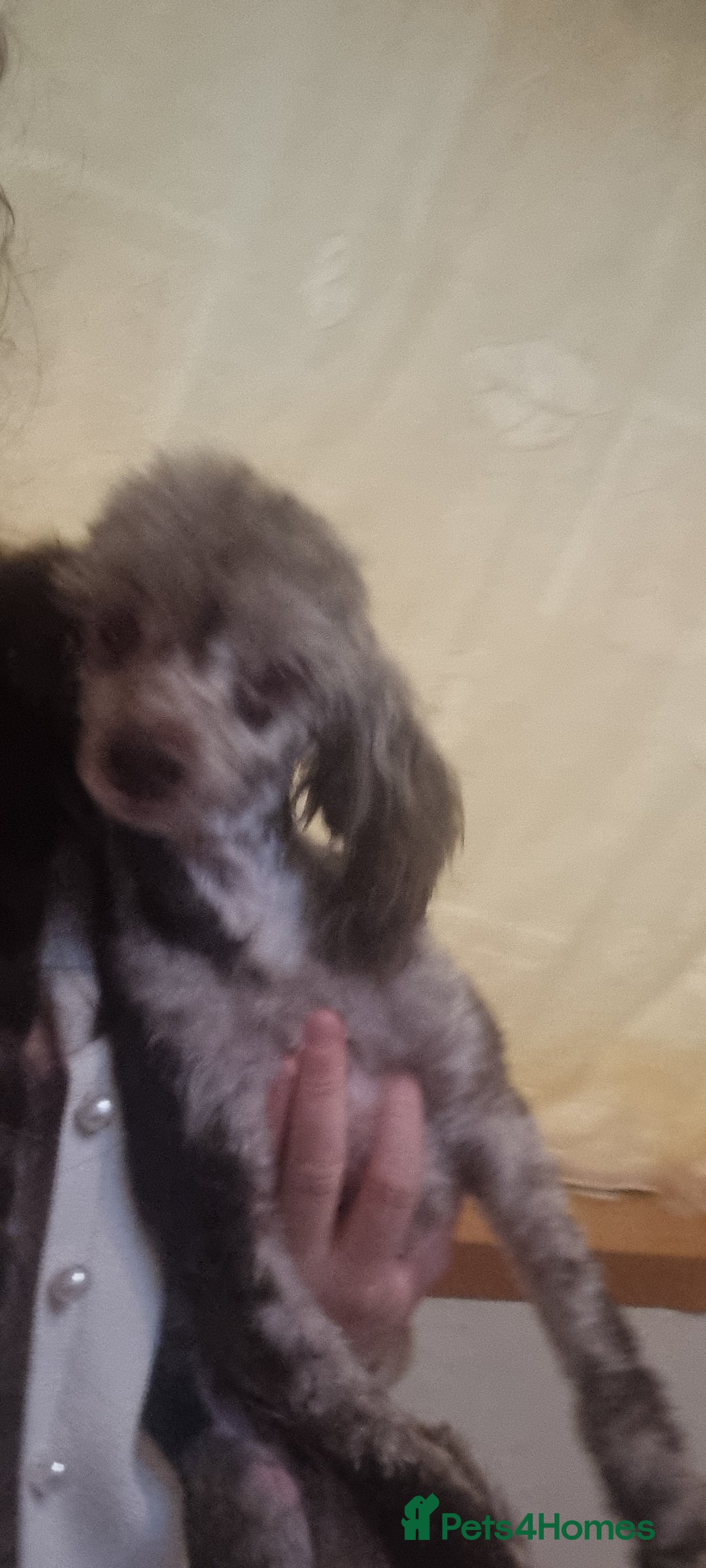 Toy Poodle dogs for sale: Gorgeous littler of x ** mall toy poodles  - Advert 10