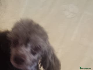 Toy Poodle dogs Gorgeous littler of x ** mall toy poodles - Advert 5