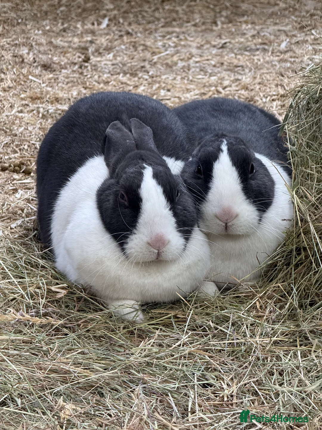 Dutch rabbits for sale: 2 female Dutch rabbits for sale - Advert 3