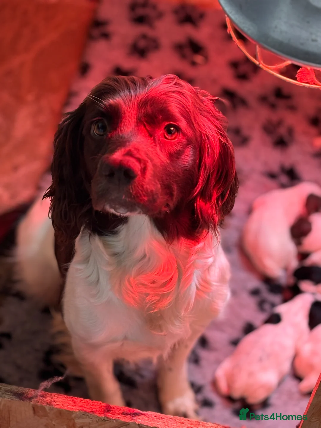 English Springer Spaniel dogs for sale: **Springer Spaniel puppies** 4 remaining - Advert 2