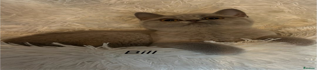 Bill