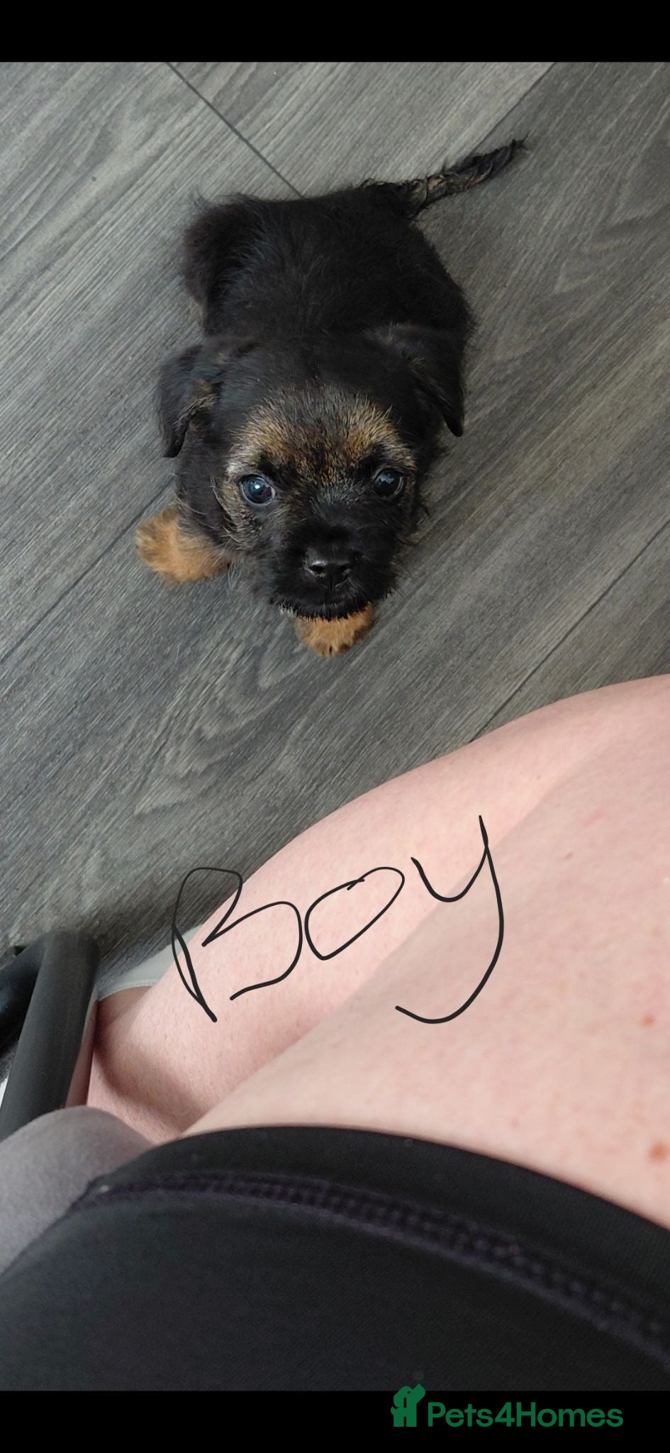 Mixed Breed dogs Boader terrier  - Advert 16