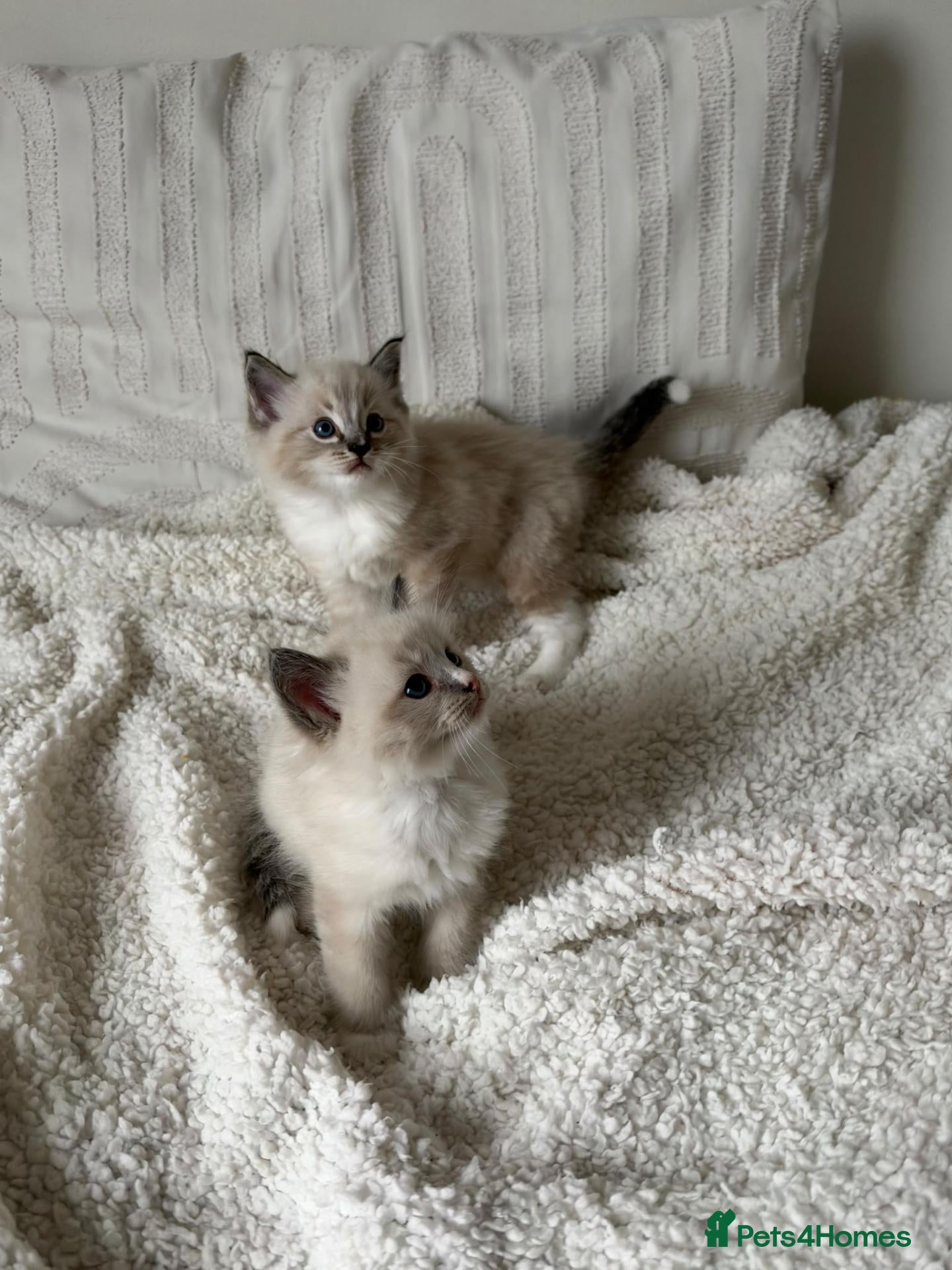 Ragdoll cats for sale: Adorable Ragdoll Kittens Looking For A New Home - Advert 4