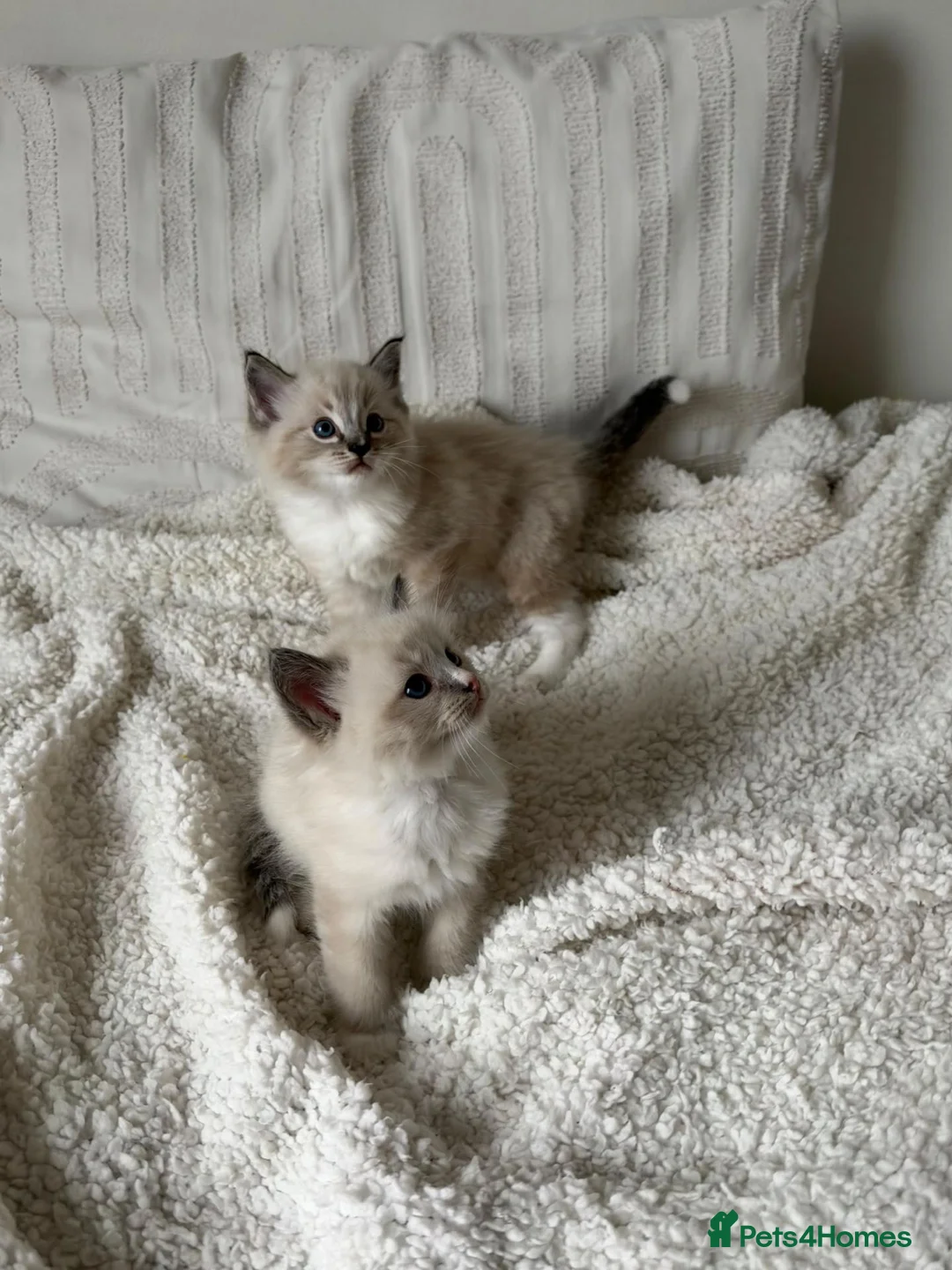 Ragdoll cats for sale: Adorable Ragdoll Kittens Looking For A New Home - Advert 1