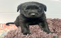 Labrador Retriever dogs for sale: 🐾 Ready 13th Oct. KC vet approved only 3 left 💕 - Image 33