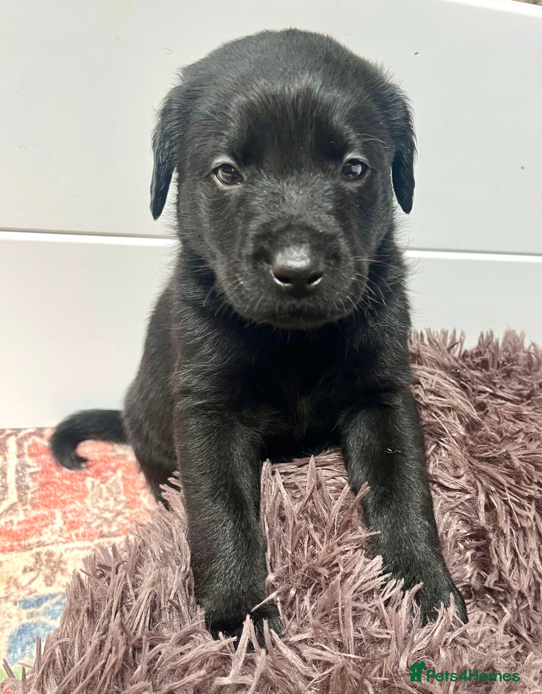 Labrador Retriever dogs for sale: 🐾 Ready 13th Oct. KC vet approved only 3 left 💕 - Image 33