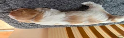 Mixed Breed dogs for sale: Cookie - Advert 20