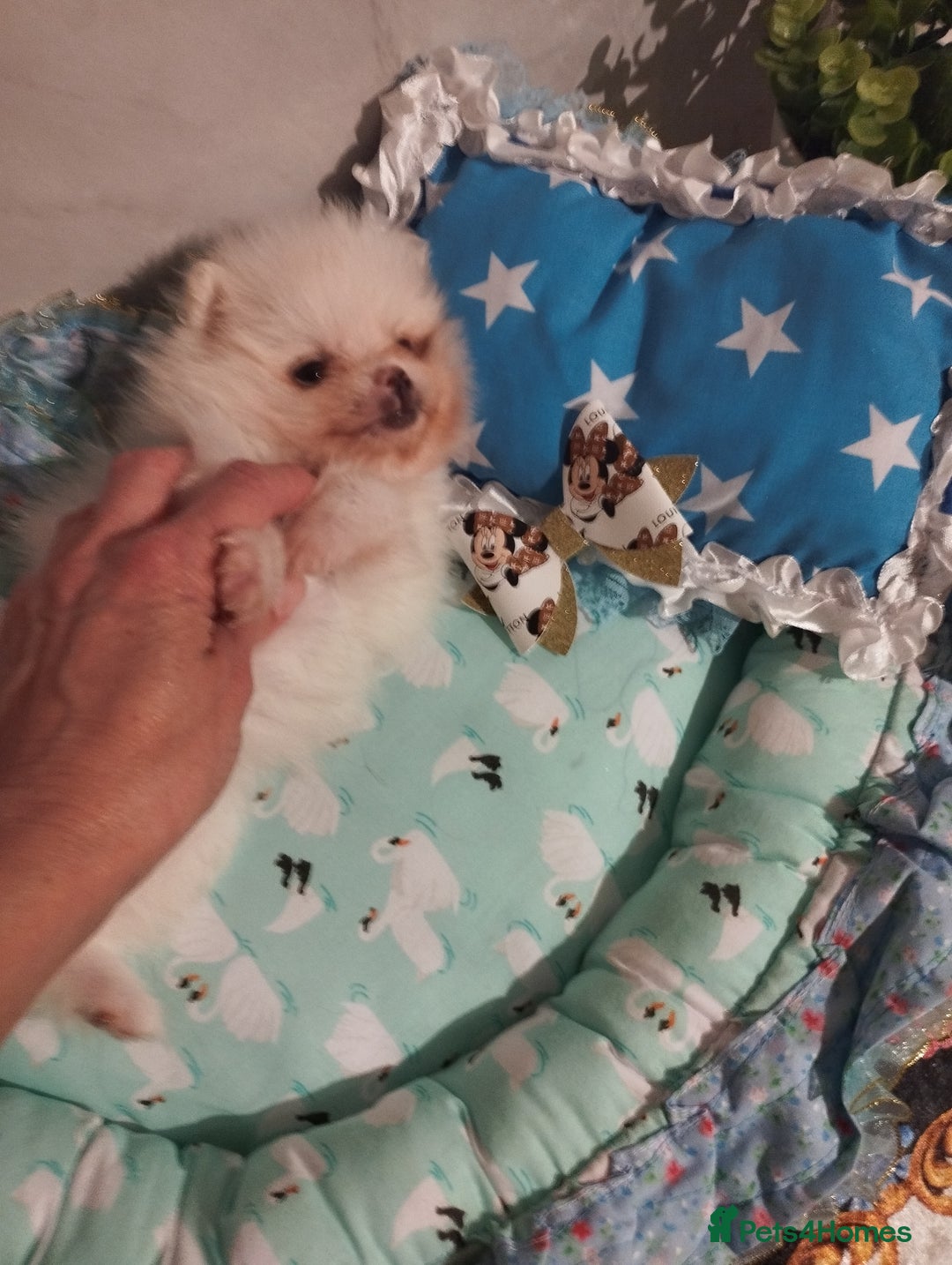 Pomeranian dogs for sale: 💝💝💝High-quality little boys💝💝💝 - Image 27