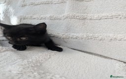 Mixed Breed cats for sale: Farm kittens  - Image 8
