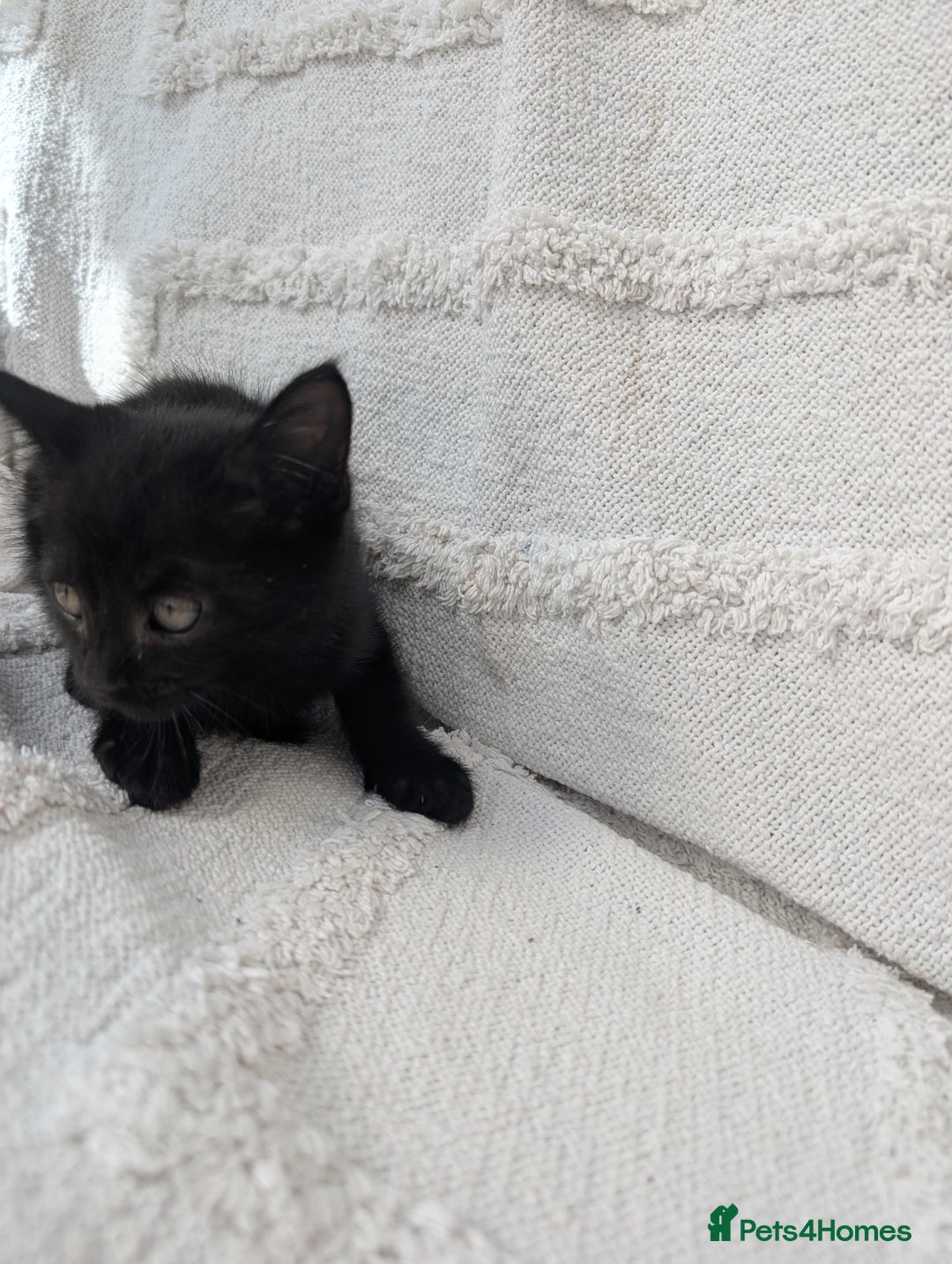 Mixed Breed cats for sale: Farm kittens  - Image 8