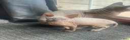 Sphynx cats for sale: Beautiful Sphynx kitten - Advert 3